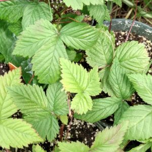 Dewberry (Rubus pubescens) Alberta Native