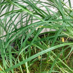 Sedge, Wheat (Carex atherodes) Alberta Native