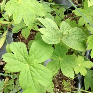 Anemone, Canada (Anemonastrum canadensis) Alberta Native