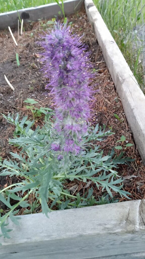 Silky Scorpionweed (Phacelia sericea) Alberta Native Medieval Manor