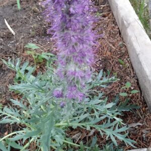 Silky Scorpionweed (Phacelia sericea) Alberta Native