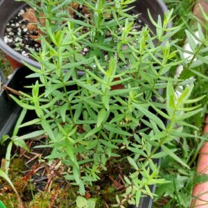 Northern Bedstraw (Galium boreale) Alberta Native