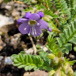 Showy Jacob's Ladder (Polemonium pulcherrimum) Alberta Native