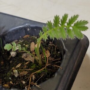 Cinquefoil, Silver (Potentilla anserina) Alberta Native