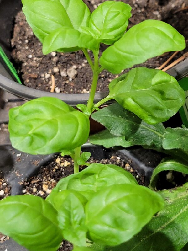 Basil, Gemini (Ocimum basilicum) Non Native