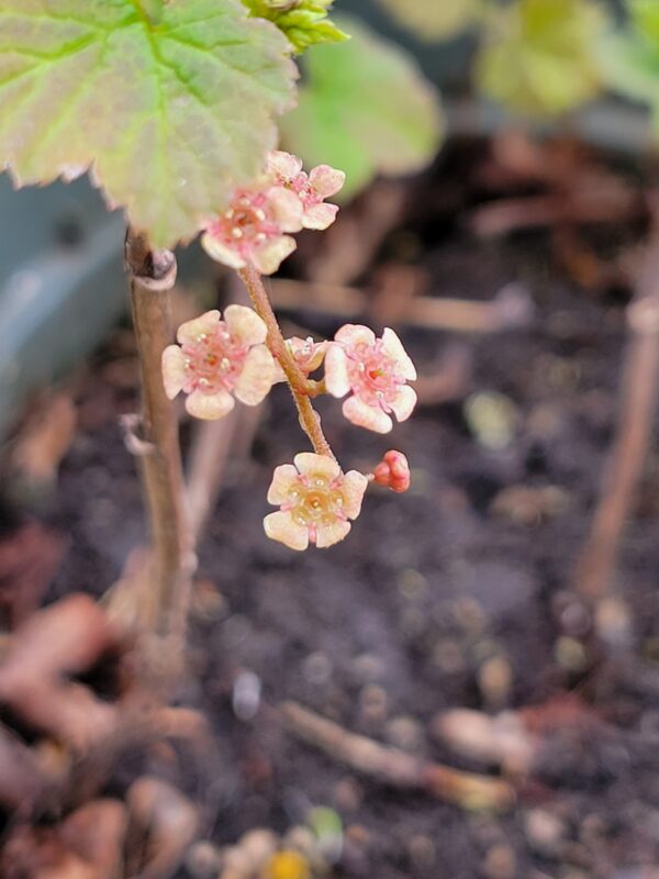 Currant, Wild Red (Ribes triste) Alberta Native