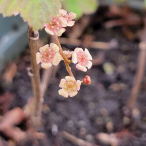 Currant, Wild Red (Ribes triste) Alberta Native