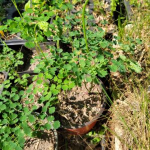 Veiny Meadow Rue (Thalictrum venulosum) Alberta Native