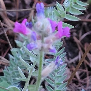 Locoweed, Showy (Oxytropis splendens) Alberta Native