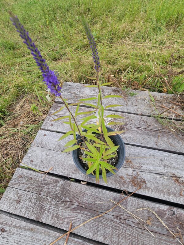 Blue Vervain (Verbena hastata) Canada Native - Image 2