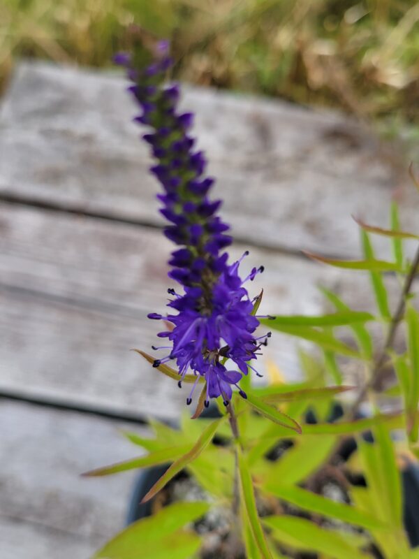 Blue Vervain (Verbena hastata) Canada Native