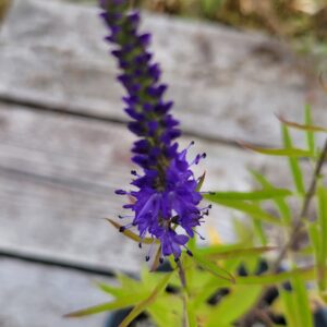 Blue Vervain (Verbena hastata) Canada Native
