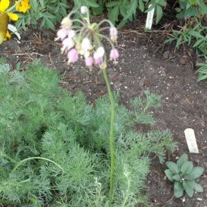 Onion, Nodding (Allium cernuum) Alberta Native