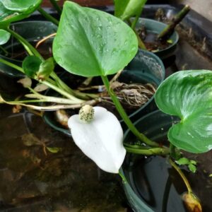 Water Calla/Arum (Calla palustris) Alberta Native