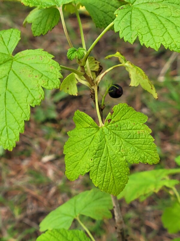 Currant, Wild Black (Ribes americanum) Alberta Native