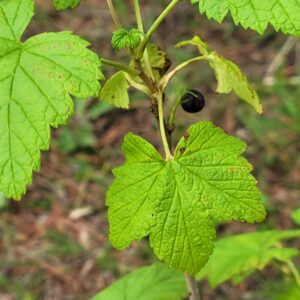 Currant, Wild Black (Ribes americanum) Alberta Native