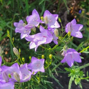 Harebell (Campanula alaskana) Alberta Native
