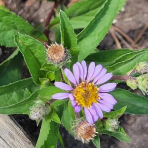 Aster, Showy (Eurybia conspicua) Alberta Native