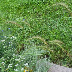 Canada Wild Rye (Elymus Canadensis) Alberta Native