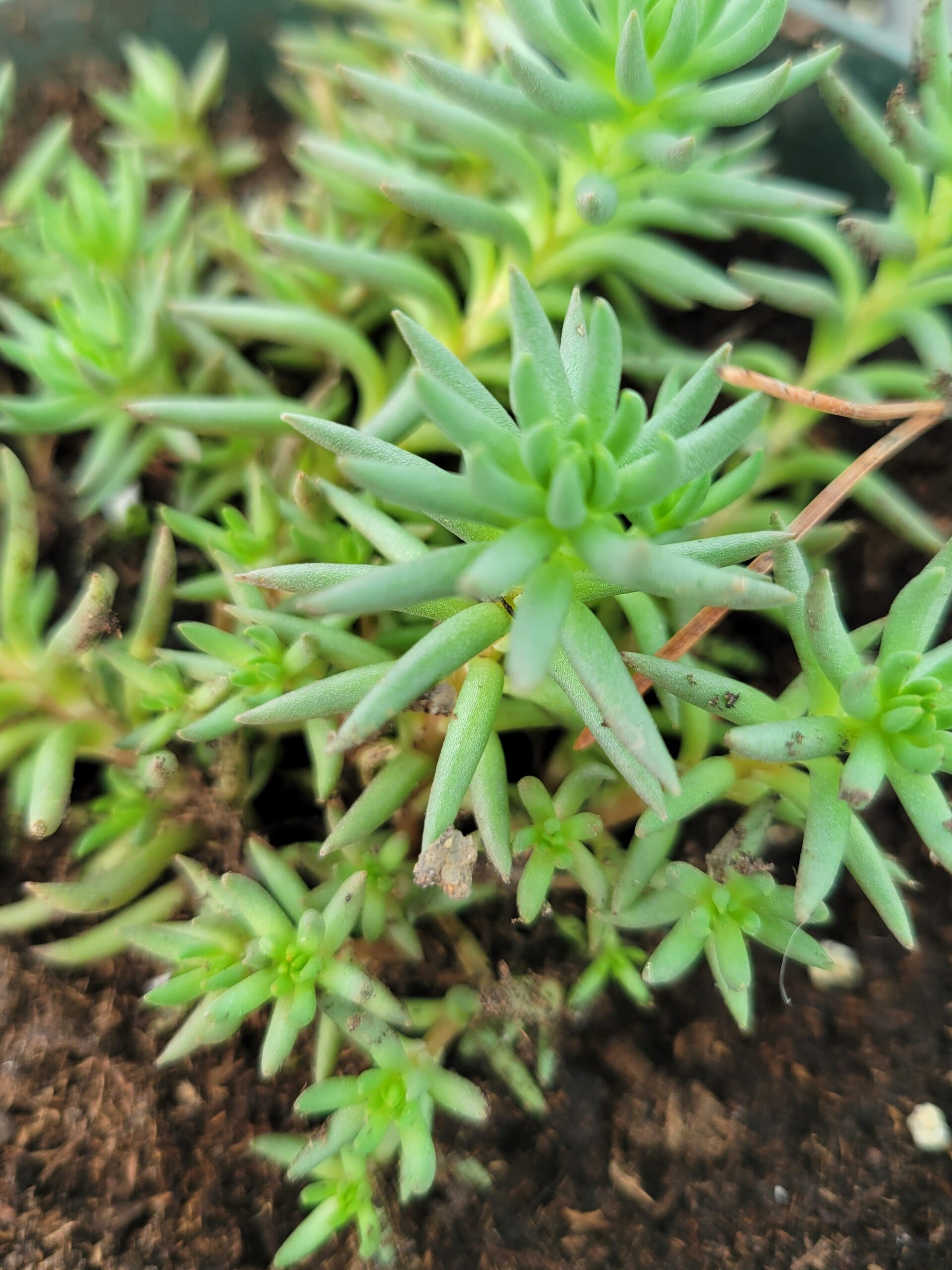 Spearleaf Stonecrop (Sedum lanceolatum) Alberta Native