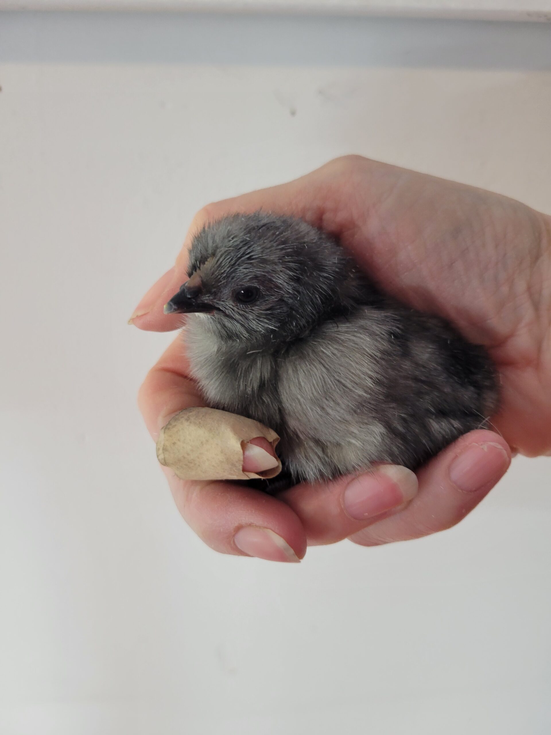 Rainbow Chicks - Image 3