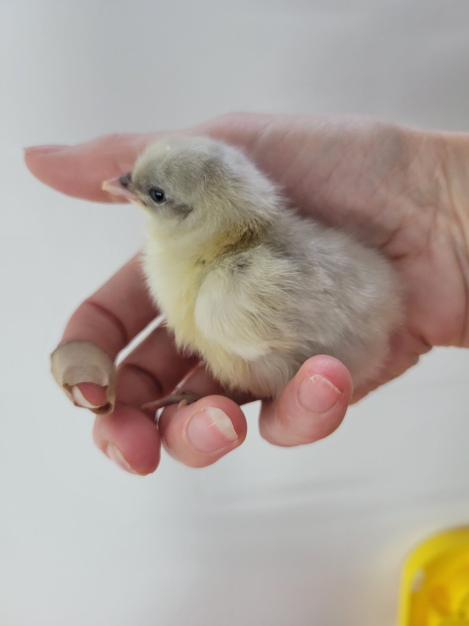 Rainbow Chicks