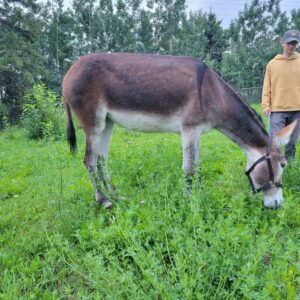 Meet and Greet Juno, the Mammoth Donkey