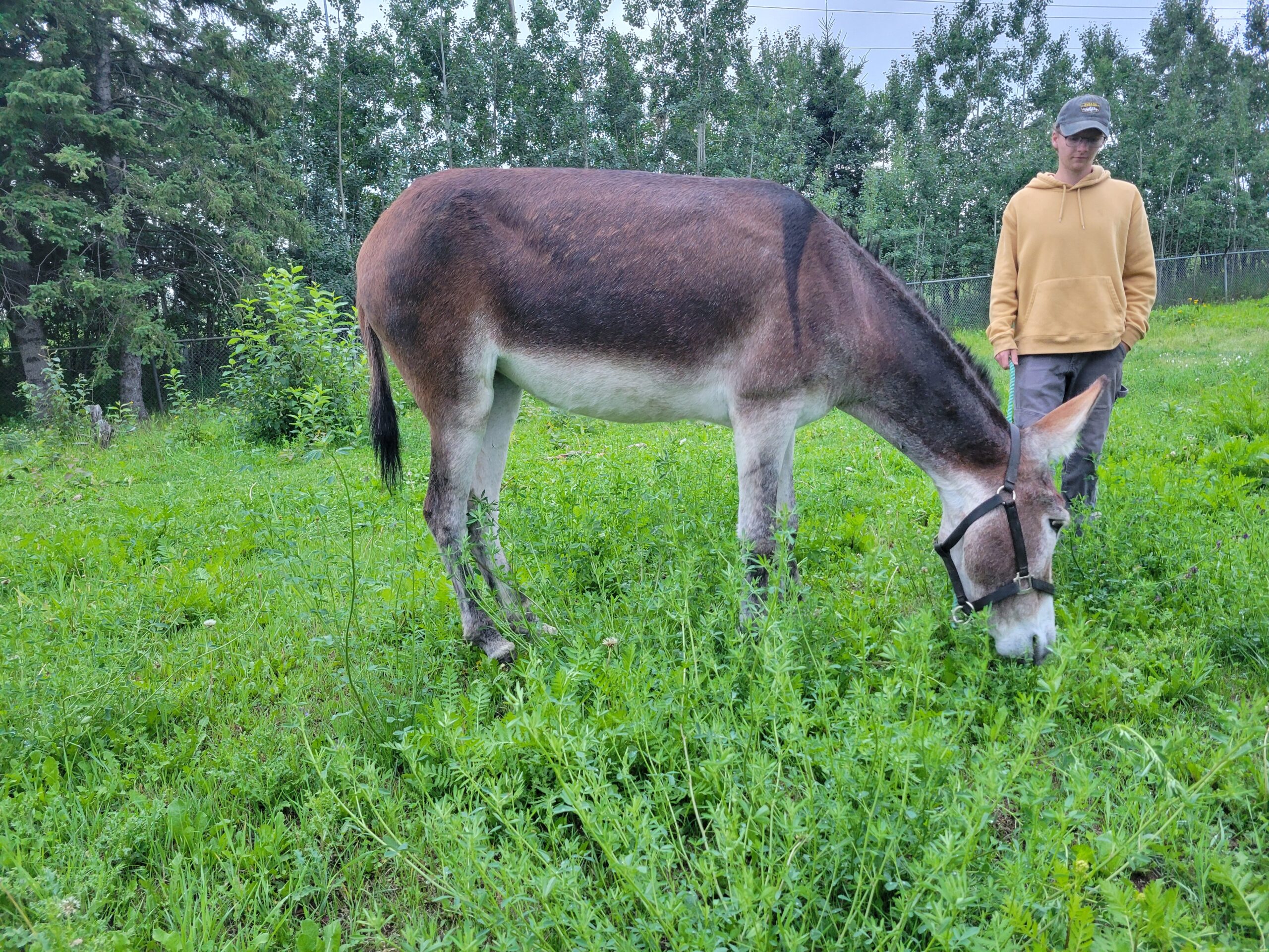 Meet and Greet Juno, the Mammoth Donkey
