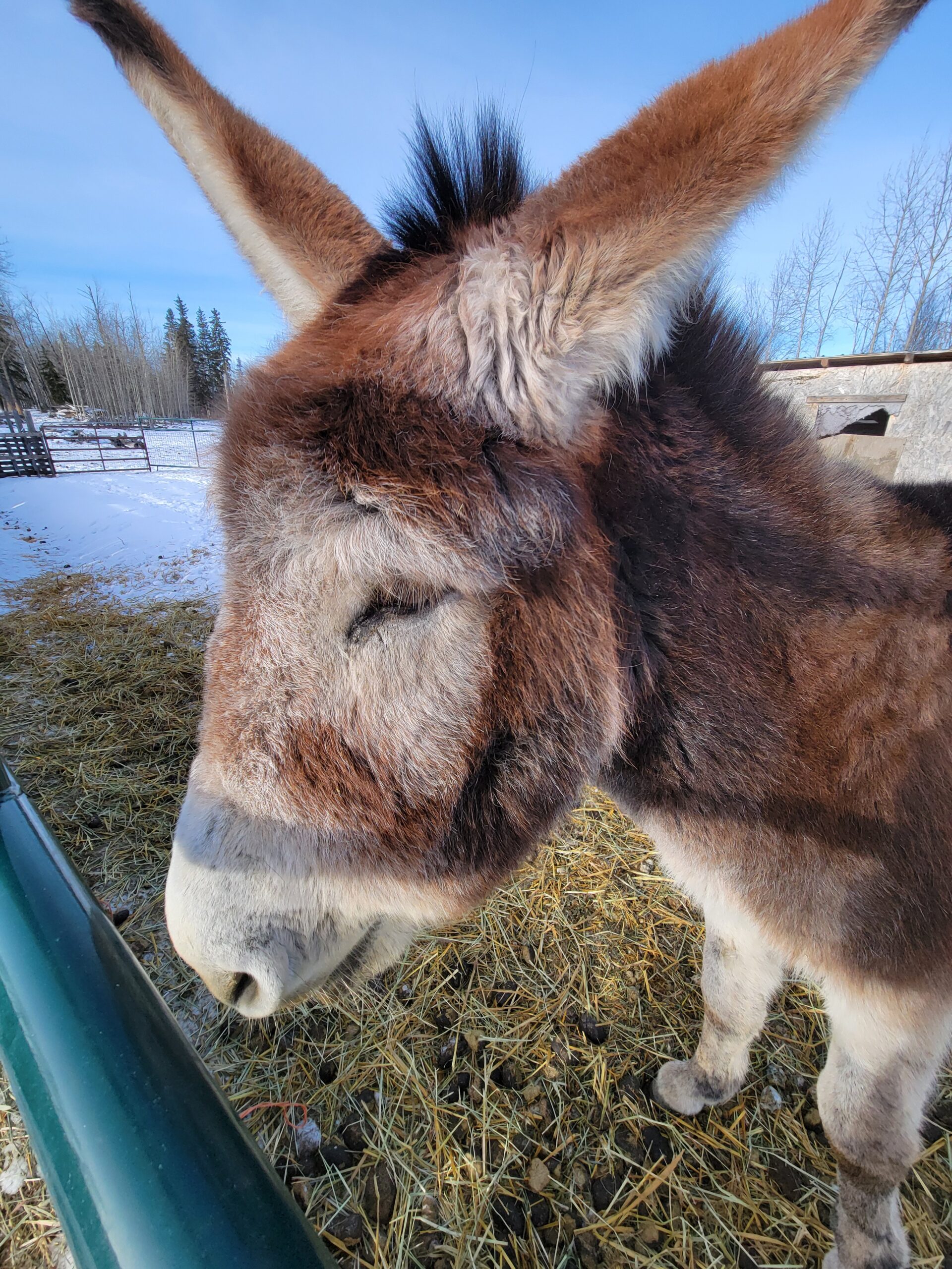Meet and Greet Juno, the Mammoth Donkey - Image 2