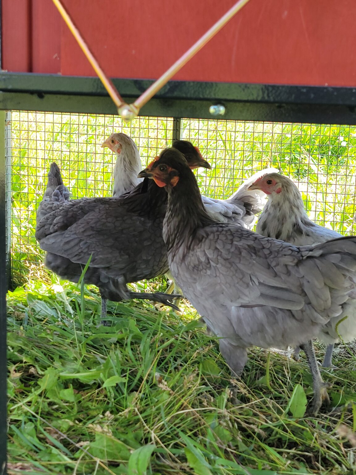 Lil Raptor Alberta Open Farm Days Lil’ Raptor Races! - Medieval Manor Gardens