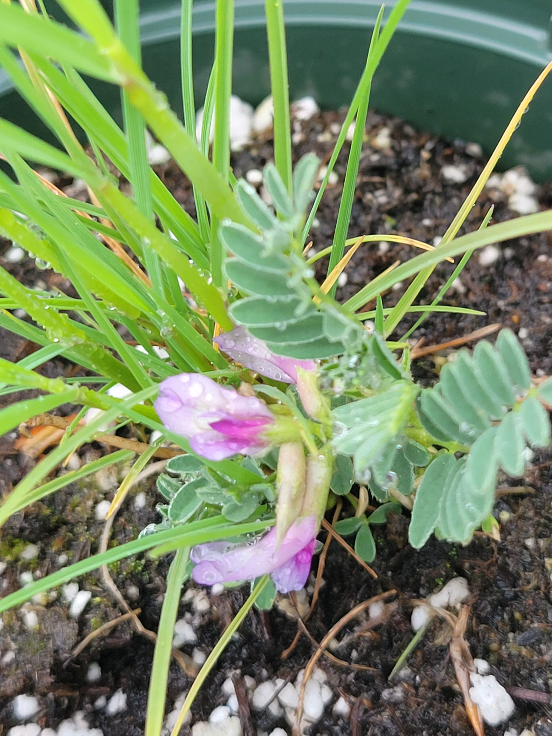 Prairie Turnips Home - Medieval Manor Gardens, native plants, nature farming